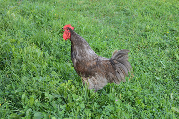 Rooster walking on green grass