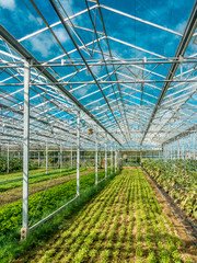 Gewächshaus im Sonnenlicht