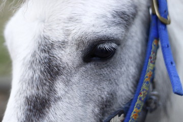 White horse