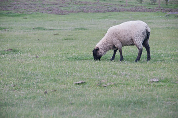 White fluffy wild sheep walk and eat green grass in country lush field