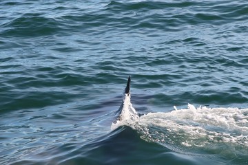 Killer whale under water, only a fin above it