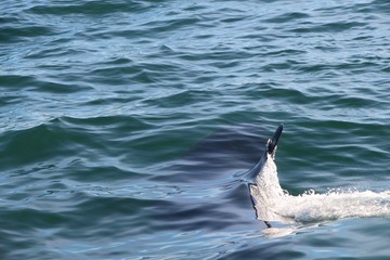 Killer whale under water, only a fin above it