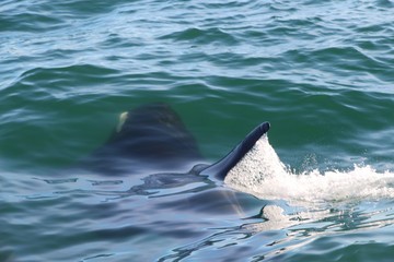 Fototapeta premium Killer whale under water, only a fin above it