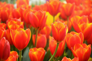 Close up of orange tulips in the garden