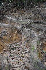 Jungle hiking trail with many big brown tree roots to dragon crest in Khao Ngon Nak in Krabi, Thailand, Asia