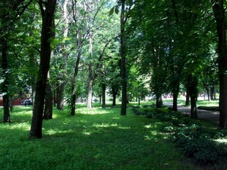 Fototapeta premium trees in the park