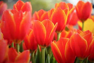 Fototapeta premium Beautiful bouquet of tulips in the garden