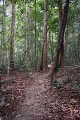 Obraz premium Jungle hiking trail with many big brown tree roots to dragon crest in Khao Ngon Nak in Krabi, Thailand, Asia