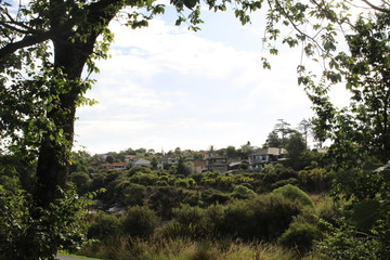 Fototapeta premium landscape with trees