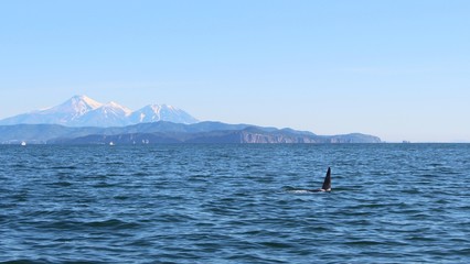 Naklejka premium The dorsal fin of a killer whale is visible above the waters of the Pacific Ocean near the Kamchatka Peninsula, Russia. Avachinsky and Kozelsky volcanoes are visible in the background.