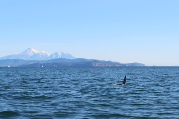 The dorsal fin of a killer whale is visible above the waters of the Pacific Ocean near the Kamchatka Peninsula, Russia. Avachinsky and Kozelsky volcanoes are visible in the background.