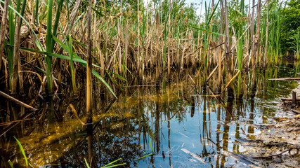 Versteckt im Ufergras