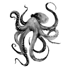 Black Octopus with tentacles. Watercolor illustration isolated on white background © NaDo_Krasivo