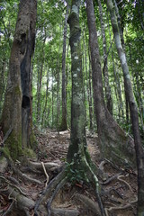 Jungle hiking trail with many big brown tree roots to dragon crest in Khao Ngon Nak in Krabi, Thailand, Asia