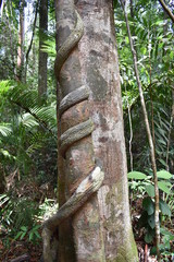Fototapeta premium Big tree with a liana twisted around the trunk on the hiking trail at dragon crest in Khao Ngon Nak in Krabi, Thailand, Asia