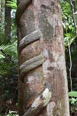 Big tree with a liana twisted around the trunk on the hiking trail at dragon crest in Khao Ngon Nak in Krabi, Thailand, Asia