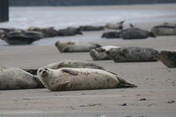 Fototapeta premium Robbe