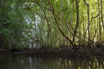 Fototapeta na wymiar Kayak trip into the mangrove forest in Ao Thalaine in Krabi in Thailand, Asia