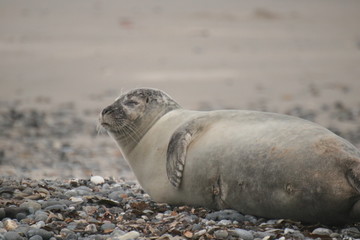 Fototapeta premium Robbe