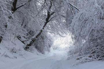 snowy trees on a hill on a white winter landscape