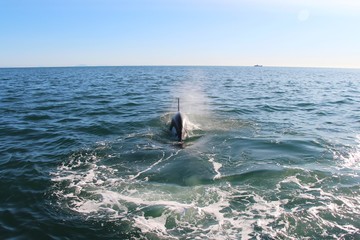 Orca (or Killer whale) dives under the water near Kamchatka Peninsula, Russia