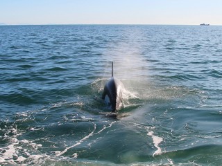 Obraz premium Orca (or Killer whale) dives under the water near Kamchatka Peninsula, Russia