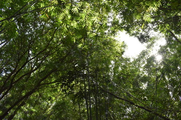 Jungle landscape with many trees in Krabi at the jungle hiking trail to dragon crest in Khao Ngon Nak in Thailand on a sunny summer day – photographed from below