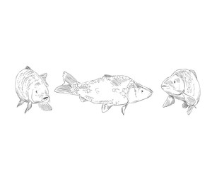 Fish carp hand drawn set. Vector illustration. 