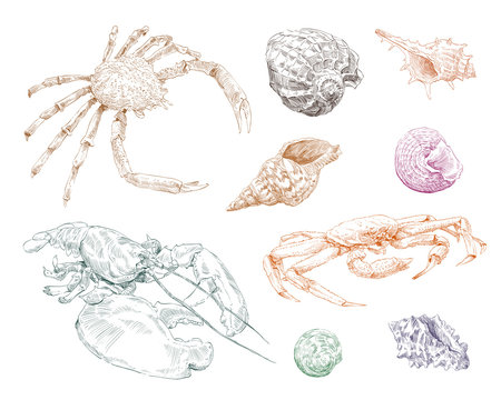 Crabs and seashells hand drawn set. Vector illustration. 
