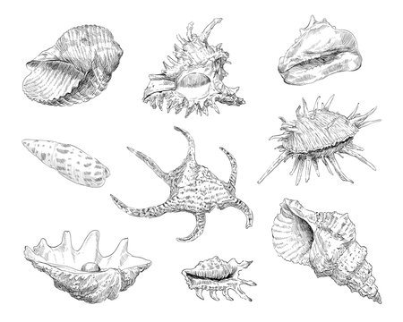 Seashells hand drawn set. Vector illustration. 