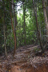 Jungle hiking trail with many big brown tree roots to dragon crest in Khao Ngon Nak in Krabi, Thailand, Asia
