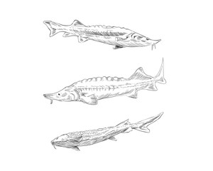 Fish sturgeon hand drawn set. Vector illustration. 