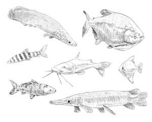 Sea and ocean types of fish hand drawn set. Vector illustration. 