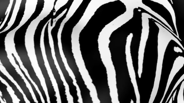 Animated Zebra skin by waves. Abstract Zebras wool background.