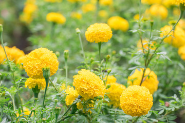 Flowers in the garden,Colorful chrysanthemum wallpaper,Chrysanthemums in autumn