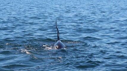 The dorsal fin of a killer whale is visible above the waters of the Pacific Ocean near the...
