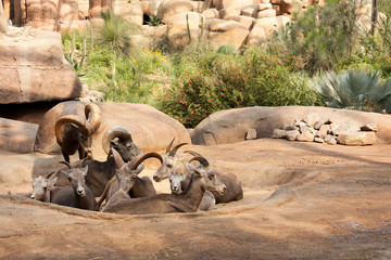 Group Bighorn sheep