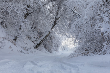 snowy road with trees at sunset, white winter landscape