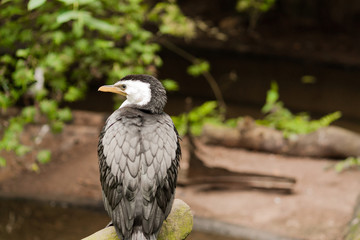 Exotic bird