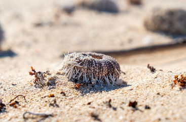 Mauritius Beach, Cape Range NP, Australia