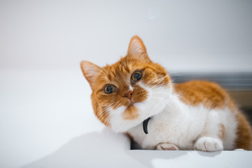 Red white Norwegian cat watching from top. Over white background