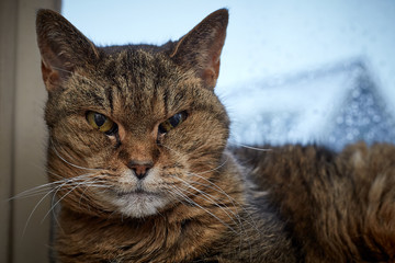 Cat looking at the camera