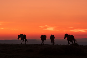 Fototapeta na wymiar Wild Horses Silhouetted in Desert Sunrise