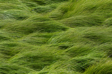 Grassy background or wallpaper