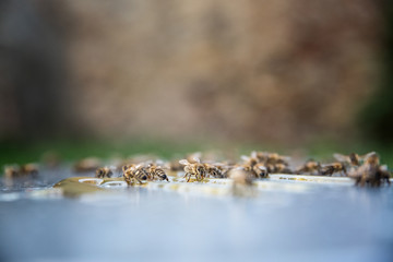 Close up of bees eating a honey. Beekeeping concept