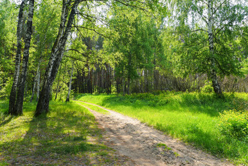 Fototapeta na wymiar road in the birch forest