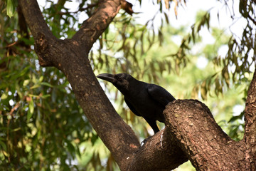 Crow in garden 2