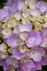 purple hydrangea
