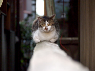 街猫