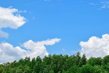 Tree view with blue sky